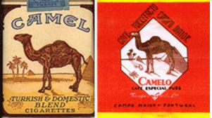 Camel dromedaris vangt bot